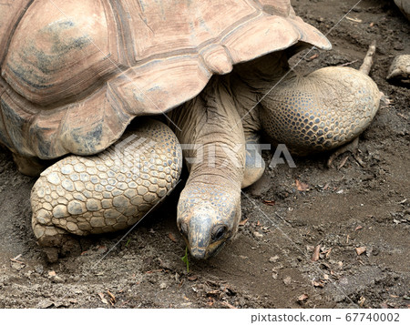 非洲鞭龜 非洲鞭龜 67740002