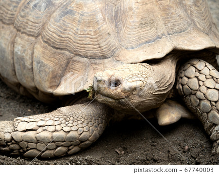 非洲鞭龜 67740003