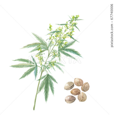 Asa flowers and fruits Asako Jin Machinin Asa flowers and fruits Asako Jin Machinin 67740006