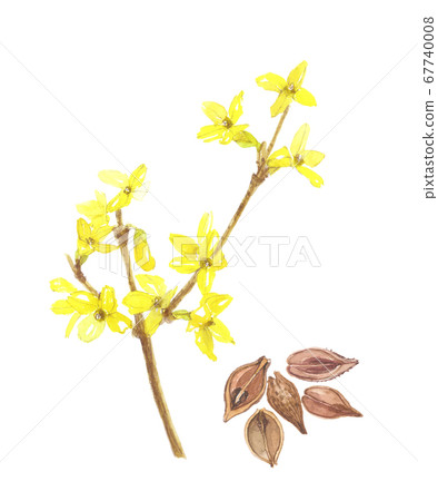 Forsythia flowers and fruits Forsythia flowers and fruits 67740008