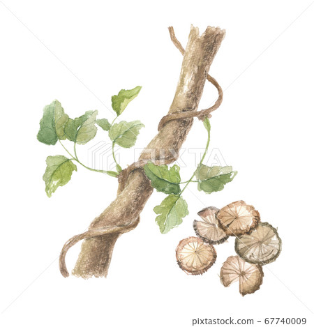 Akemi's stem and stem sliced Akemi's stem and stem sliced 67740009