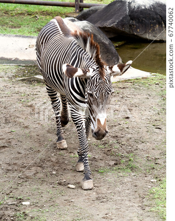 灰斑馬 灰斑馬 67740062