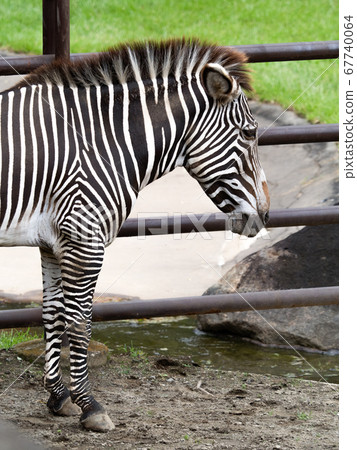 灰斑馬 灰斑馬 67740064