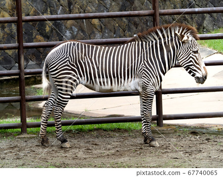 灰斑馬 灰斑馬 67740065