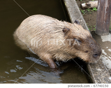 Capybara Capybara 67740150