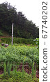 Gladiolus buds prepare to bloom in the rain 67740202