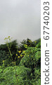 I am dreaming while looking at the mountain in front of Matari with yellow flowers in bloom. 67740203