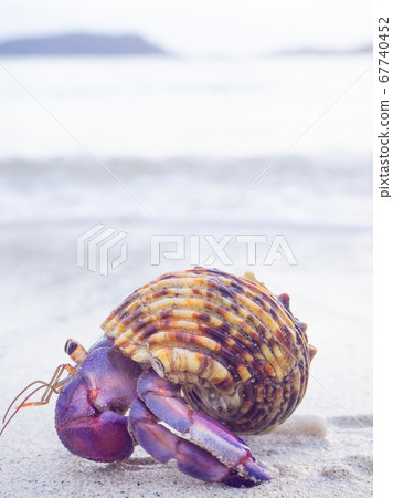 Cute hermit crab 67740452
