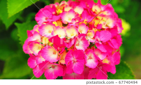 繡球花(西方繡球花等) 繡球花(西方繡球花等) 67740494