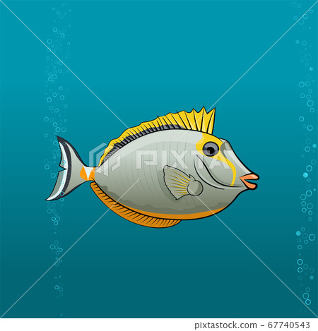 Tropical Fish foxface rabbit pic Tropical Fish foxface rabbit pic 67740543