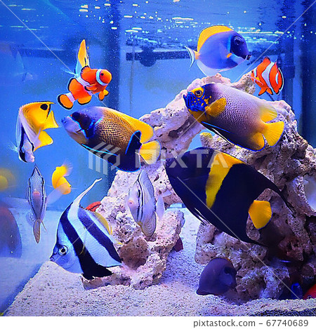 Saltwater fish Saltwater fish 67740689