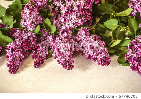 Purple blossoming lilac lie on a unpainted wooden plywood 67740708