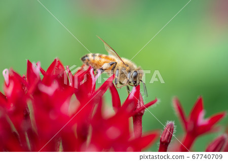 Bee, a hard worker who collects nectar 67740709