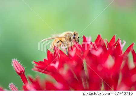 Bee, a hard worker who collects nectar Bee, a hard worker who collects nectar 67740710