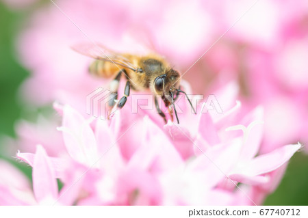 Bee, a hard worker who collects nectar Bee, a hard worker who collects nectar 67740712
