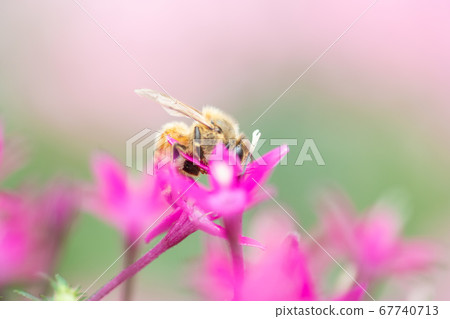 Bee, a hard worker who collects nectar 67740713