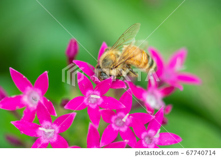Bee, a hard worker who collects nectar Bee, a hard worker who collects nectar 67740714