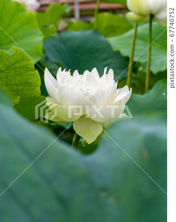 Beautiful blooming white lotus 67740752