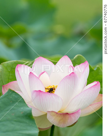 Beautiful blooming lotus and bees Beautiful blooming lotus and bees 67740776