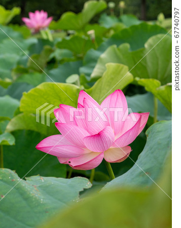 Beautiful blooming ancient lotus 67740797