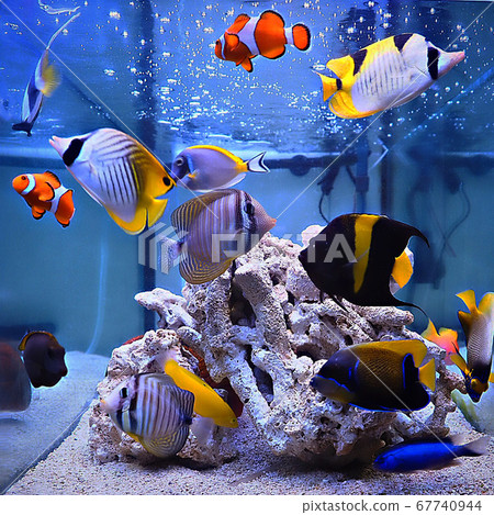 鹹水魚 鹹水魚 67740944