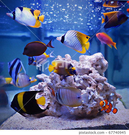 鹹水魚 鹹水魚 67740945