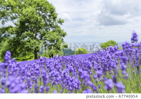 札幌Horomi Pass的薰衣草田 67740954