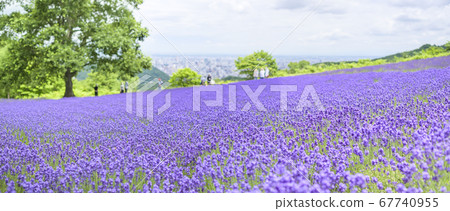 Lavender field in Sapporo Horomi Pass (panoramic photo) 67740955
