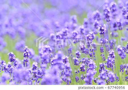 Lavender field in Sapporo Horomi Pass 67740956