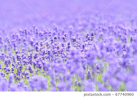 Lavender field in Sapporo Horomi Pass Lavender field in Sapporo Horomi Pass 67740960