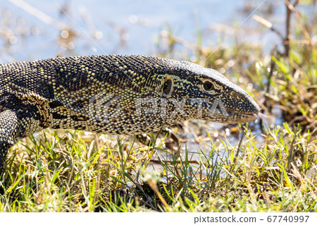 Monitor Lizard in Chobe, Botswana Africa wildlife 67740997