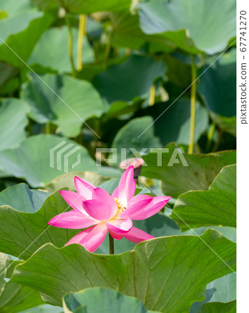 Beautiful blooming ancient lotus 67741270