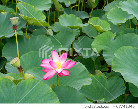 Beautiful blooming ancient lotus Beautiful blooming ancient lotus 67741346