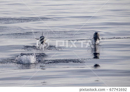 baby newborn Dolphin while jumping in the sea at 67741692