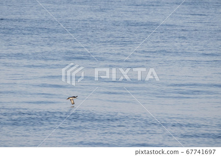 Cory's major shearwater flying on mediterranean Cory's major shearwater flying on mediterranean 67741697
