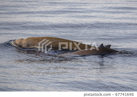 mother and baby calf Cuvier Goose Beaked whale mother and baby calf Cuvier Goose Beaked whale 67741698