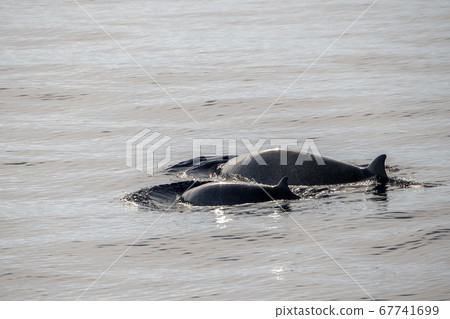 mother and baby calf Cuvier Goose Beaked whale mother and baby calf Cuvier Goose Beaked whale 67741699