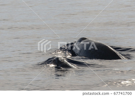 mother and baby calf Cuvier Goose Beaked whale mother and baby calf Cuvier Goose Beaked whale 67741700