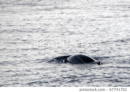mother and baby calf Cuvier Goose Beaked whale mother and baby calf Cuvier Goose Beaked whale 67741702