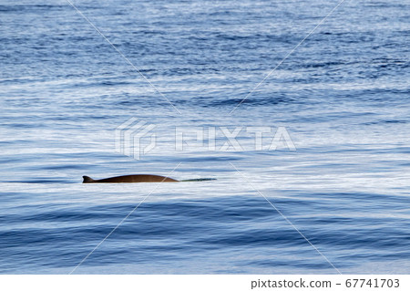 mother and baby calf Cuvier Goose Beaked whale mother and baby calf Cuvier Goose Beaked whale 67741703