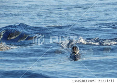 Dolphin while jumping in the sea at sunset 67741711