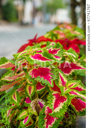 Coleus A flower that admires the leaves Coleus A flower that admires the leaves 67741767