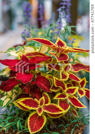 錦紫蘇欣賞葉子的花朵 67741769