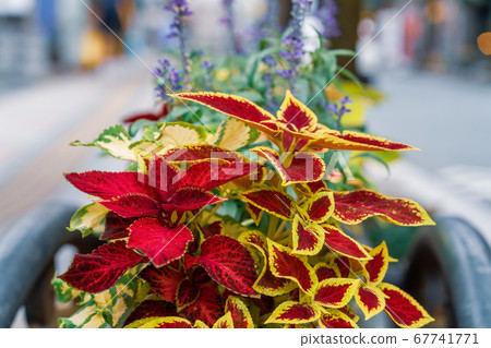 錦紫蘇欣賞葉子的花朵 67741771