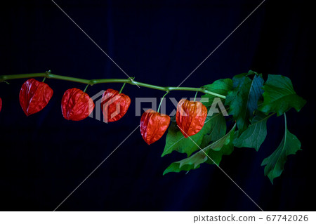 A whirlpool that adds a red fruit in early summer and creates a taste 67742026