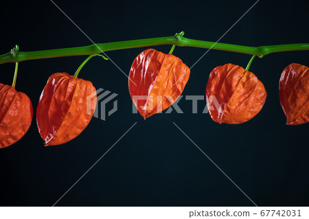 一個漩渦,在初夏時添加紅色水果並產生味道 一個漩渦,在初夏時添加紅色水果並產生味道 67742031