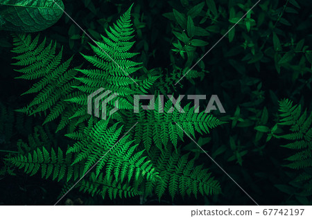 Perfect natural fern leaves background. 67742197