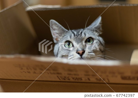 Cat in a cardboard mackerel cat Cat in a cardboard mackerel cat 67742397