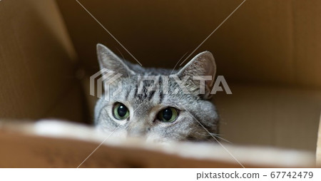 Cat in a cardboard mackerel cat Cat in a cardboard mackerel cat 67742479