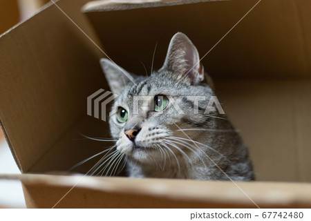 Cat in a cardboard mackerel cat Cat in a cardboard mackerel cat 67742480